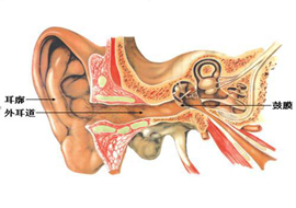 戴助听器为什么要配耳膜？耳膜的用途？