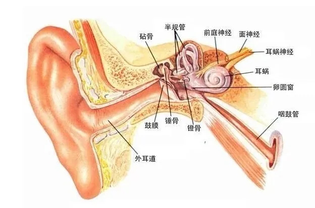 您的听力就像指纹一样独一无二！